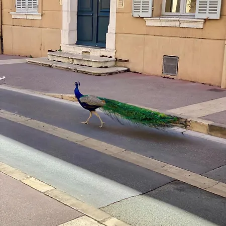 Le Paon L Old Town & Ac L Shellter شقة