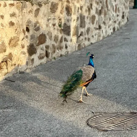 Apartmán Le Paon L Old Town & Ac L Shellter Saint Tropez