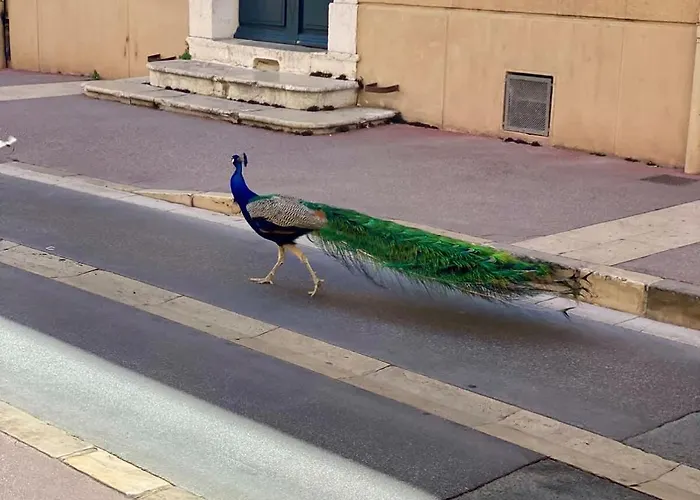 Le Paon L Old Town & Ac L Shellter Apartment