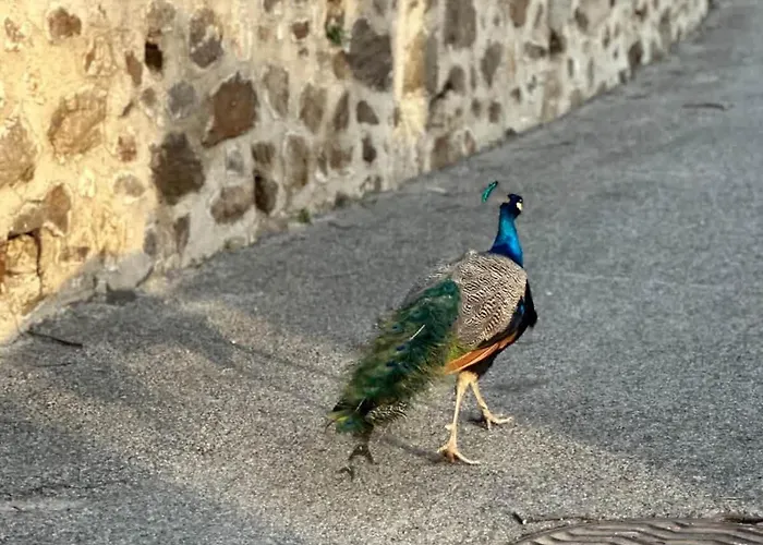 Apartment Le Paon L Old Town & Ac L Shellter Saint-Tropez